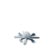 LIEWOOD Binnie Oktopus Teddy - Nook' d' Mel - Kinder Concept Store
